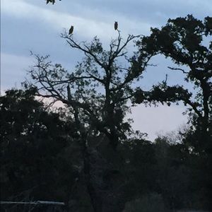 Meet your Posher, Rosalinda